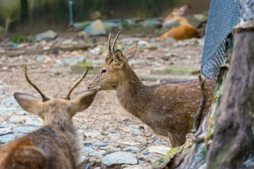 Close-up portrait of Fallow deer doe or hind of Cheetal or Spotted deer (Axis axis). Selective focus