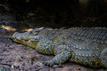 Close-up of the spectacled caiman (Caiman crocodilus) head with open mouth against defocused background at the water edge
