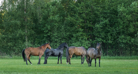 Naklejka na ściany i meble Horses running free in meadow in natural surroundings. Uffelte Drenthe Netherlands.