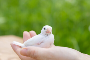 白文鳥のヒナ　屋外での撮影