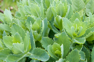 Beautiful bright green leaves of October stonecrop purple in the spring garden. Succulent plant Nature Sedum sieboldii