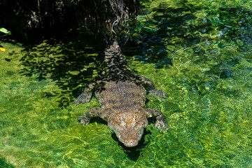 Close-up of the spectacled caiman (Caiman crocodilus) head with open mouth against defocused background at the water edge
