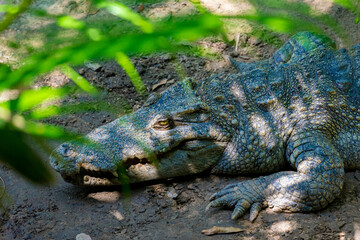 Close-up of the spectacled caiman (Caiman crocodilus) head with open mouth against defocused background at the water edge
