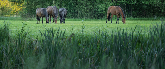 Horses grazing free in meadow in natural surroundings. Uffelte Drenthe Netherlands.