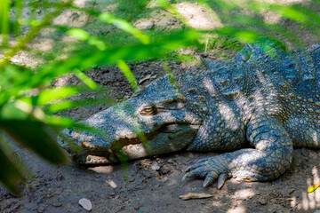 Close-up of the spectacled caiman (Caiman crocodilus) head with open mouth against defocused background at the water edge
