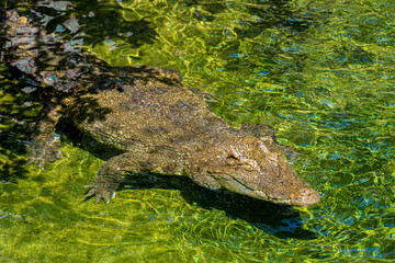 Obraz premium Close-up of the spectacled caiman (Caiman crocodilus) head with open mouth against defocused background at the water edge 