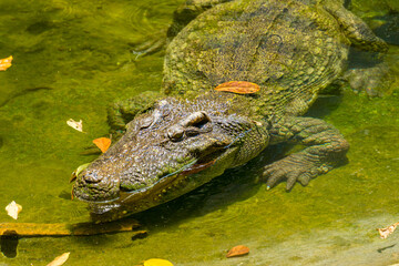 Close-up of the spectacled caiman (Caiman crocodilus) head with open mouth against defocused background at the water edge
