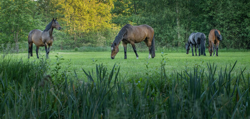 Horses grazing free in meadow in natural surroundings. Uffelte Drenthe Netherlands.