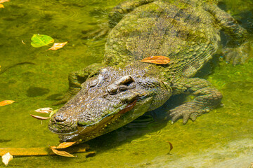 Close-up of the spectacled caiman (Caiman crocodilus) head with open mouth against defocused background at the water edge
