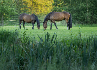 Naklejka na ściany i meble Horses grazing free in meadow in natural surroundings. Uffelte Drenthe Netherlands.