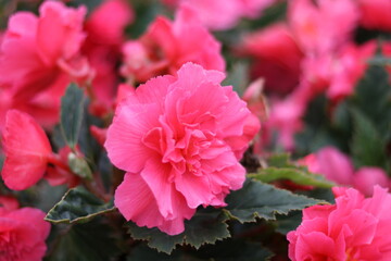 Close up pink flowers and green leave