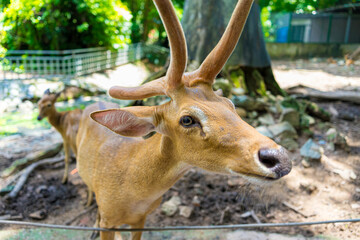 Close-up portrait of Fallow deer doe or hind of Cheetal or Spotted deer (Axis axis). Selective focus