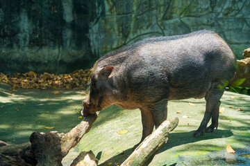 Portrait of a wild Boar also known as the wild swine, common wild pig, or simply wild pig in Vietnam. Animal and wildlife concept. Selective focus.