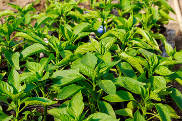 pepper seedlings grown in trays in a greenhouse