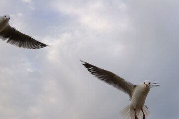 Seagulls flying above