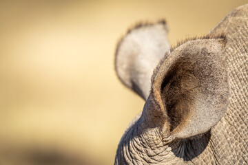 Close up of a White rhino ear.