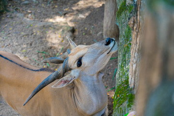 Common eland antelope (Taurotragus oryx). The largest of the African antelope. Selective focus.
