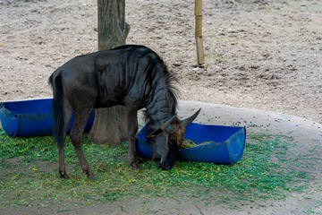 Common eland antelope (Taurotragus oryx). The largest of the African antelope. Selective focus.