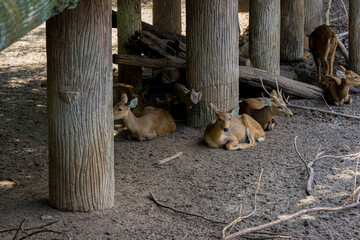 Common eland antelope (Taurotragus oryx). The largest of the African antelope. Selective focus.