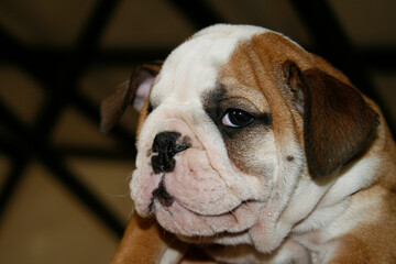 a cheerful and playful 2 month old English Bulldog puppy, brown and white with a funny and guilty style. Greece