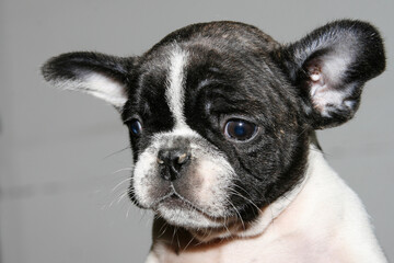 a happy and playful 2 month old puppy French Bulldog, with a funny and guilty style and a question on his face. Greece