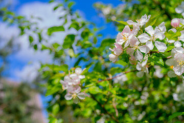 Blooming apple trees in spring. Apple tree branches with white flowers.