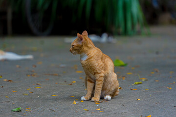 Portrait of asian cats in Vietnam. Animal and wildlife concept. Selective focus.
