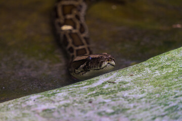 The Royal python (Python regius), also called the ball python lying twisted on a dry branch with a green background. Selective focus