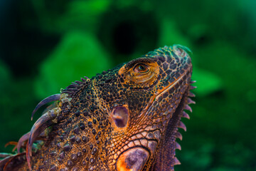 Green iguana. Iguana - also known as Common iguana or American iguana. Lizard families, look toward a bright eyes looking in the same direction as we find something new life. Selective focus