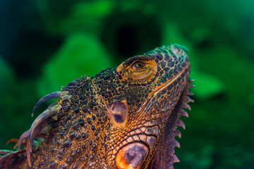 Green iguana. Iguana - also known as Common iguana or American iguana. Lizard families, look toward a bright eyes looking in the same direction as we find something new life. Selective focus