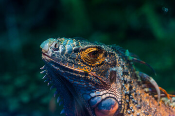 Green iguana. Iguana - also known as Common iguana or American iguana. Lizard families, look toward a bright eyes looking in the same direction as we find something new life. Selective focus