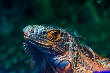 Green iguana. Iguana - also known as Common iguana or American iguana. Lizard families, look toward a bright eyes looking in the same direction as we find something new life. Selective focus
