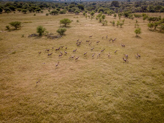 Drone picture of a herd of Blesbok.