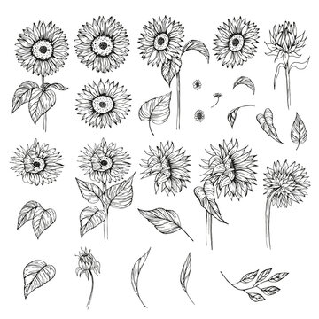 Sunflower hand drawn vector set. Floral sketch. Black and white clipart. Realistic wildflower drawing