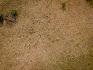 Drone picture of a herd of Blesbok.