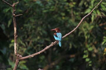 White Throated Kingfisher sitting on a branch of a tree