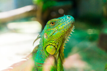 Green iguana. Iguana - also known as Common iguana or American iguana. Lizard families, look toward a bright eyes looking in the same direction as we find something new life. Selective focus