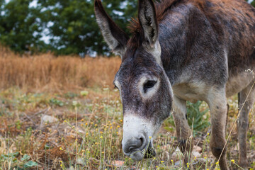 Closeup of a wild donkey eating grass in nature. Donkey funny look with mouth open. Forest background.
