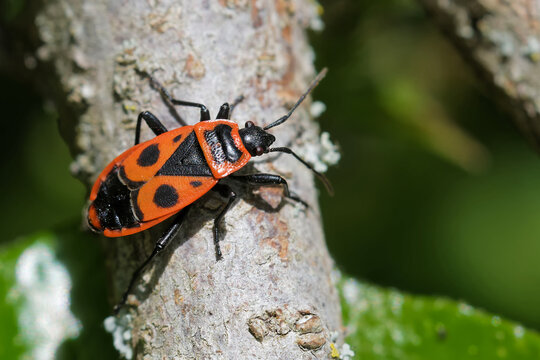 62 Feuerwanze Ausmalbild Malvorlagen für Kinder zum