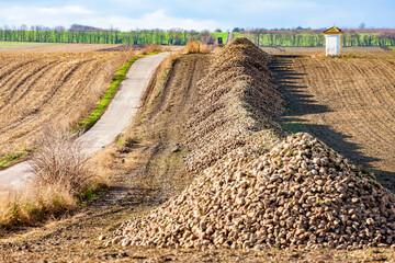 sugar beet near Jaroslavice, Southern Moravia, Czech Republic