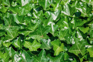 Green ivy leaves texture and background. Close up,