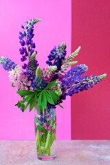 A bouquet of lupines in a vase. Multicolored summer flowers pink and purple on a bright background. Lupine buds. Copy space
