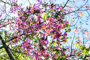 Colorful Ceiba speciosa flowers in the garden