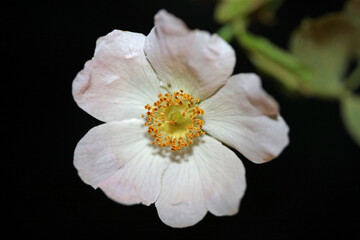 Wild white flower blossom close up botanical background rosa arvensis family rosaceae high quality big size print