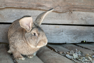 Cute lovely rabbit with long ears. Pets on the farm.