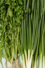 fresh green onions with coriander on an azure background