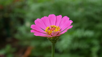 pink cosmos flower, jarbara flower 