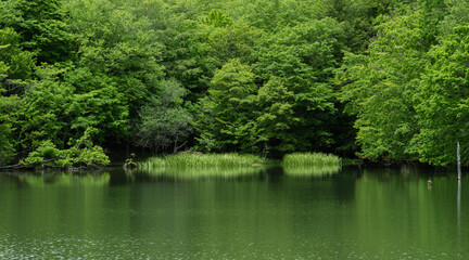 Fototapeta na wymiar 新緑と池