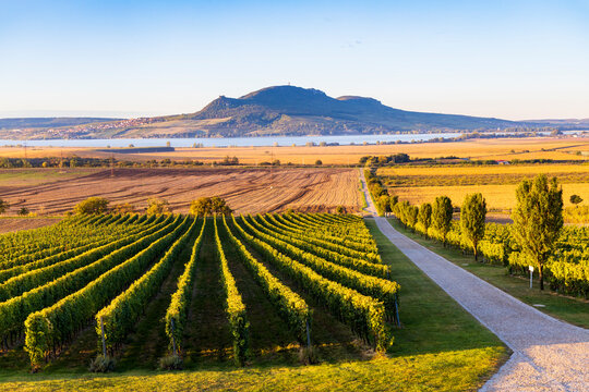 Autumn vineyards under Palava near Sonberk, South Moravia, Czech Republic
