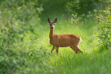 Sarna w zieleni © Damian